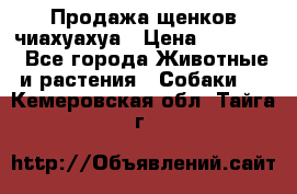 Продажа щенков чиахуахуа › Цена ­ 12 000 - Все города Животные и растения » Собаки   . Кемеровская обл.,Тайга г.